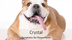  Presentation with english bulldog - Amazing presentation having senior english bulldog laying down on white background backdrop and a lemonade colored foreground