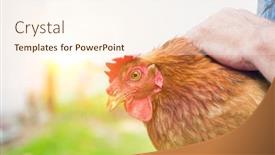  Presentation with hen - Slide deck enhanced with senior farmer carrying hen in barn with yellow lens flare in background background and a cream colored foreground