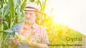  Presentation with crop - Slide set with senior farmer checking corn crop in corn field with yellow lens flare in background background and a yellow colored foreground