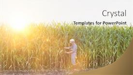  Presentation with corn field - Audience pleasing slide set consisting of senior farmer checking corn crop in corn field with yellow lens flare in background backdrop and a white colored foreground
