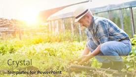  Presentation with flare - Amazing slide set having senior farmer harvesting potatoes with yellow lens flare backdrop and a yellow colored foreground