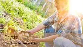  Presentation with lens - Presentation design consisting of senior farmer harvesting potatoes with yellow lens flare background and a coral colored foreground