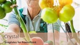  Presentation with flare - Audience pleasing slide set consisting of senior farmer picking tomatoes in greenhouse wit yellow lens flare backdrop and a coral colored foreground