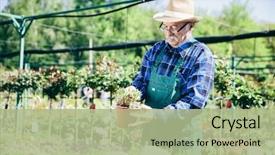  Presentation with medicinal plant and pistel - Beautiful presentation theme featuring senior gardener choosing a potted backdrop and a mint green colored foreground