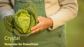  Presentation with gardening - Beautiful presentation theme featuring senior gardener gardening in his permaculture garden - holding a splendid savoy cabbage head backdrop and a tawny brown colored foreground