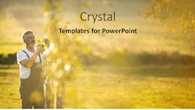  Presentation with fruit trees - Audience pleasing slide deck consisting of senior gardener gardening in his permaculture garden - checking young fruit trees in his orchard backdrop and a yellow colored foreground