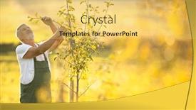  Presentation with fruit trees - PPT theme featuring senior gardener gardening in his permaculture garden - checking young fruit trees in his orchard background and a yellow colored foreground