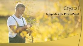  Presentation with fruit trees - PPT theme having senior gardener gardening in his permaculture garden - checking young fruit trees in his orchard background and a yellow colored foreground