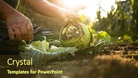  Presentation with cabbage - Cool new PPT theme with senior-gardener-gardening backdrop and a tawny brown colored foreground