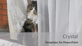 Presentation with curtains - PPT theme enhanced with senior-long-haired-silver-tabby background and a light gray colored foreground