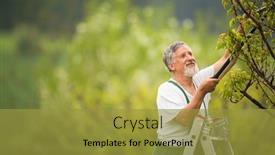  Presentation with fruit trees - Amazing theme having senior-man-gardening backdrop and a gold colored foreground