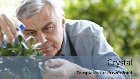  Presentation with bonsai - Amazing presentation theme having senior man watering bonsai leaves backdrop and a seafoam green colored foreground
