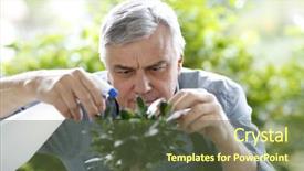  Presentation with bonsai - Presentation theme with senior man watering bonsai leaves background and a tawny brown colored foreground