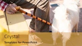  Presentation with cane - Beautiful PPT theme featuring senior-man-with-walking-cane backdrop and a yellow colored foreground