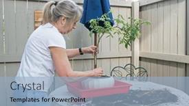  Presentation with bonsai - PPT theme featuring senior-woman-potting-wisteria-bonsai background and a light blue colored foreground