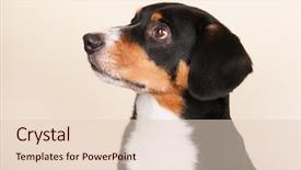  Presentation with colored shining - Beautiful theme featuring sennenhund on cream colored background backdrop and a  colored foreground