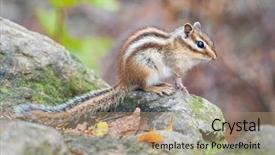  Presentation with animal - PPT theme featuring seoraksan national park south korea background and a coral colored foreground