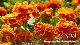  Presentation with pot marigold - PPT layouts with sepa - marigold background and a tawny brown colored foreground