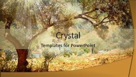  Presentation with olive tree - Amazing theme having sepia - olive trees mediterranean olive field backdrop and a yellow colored foreground