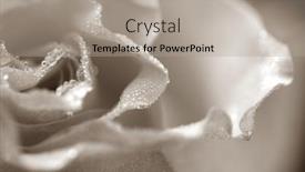  Presentation with dew - Presentation having sepia-rose-with-the-morning background and a light gray colored foreground