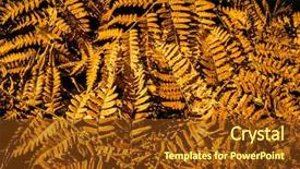  Presentation with fall abstract - Audience pleasing PPT layouts consisting of september emplates - abstract autumn design orange floral backdrop and a tawny brown colored foreground