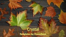  Presentation with maple leaves - Theme having september emplates - autumn leaves of maple background and a tawny brown colored foreground