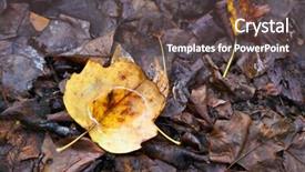  Presentation with multicolored autumn leaves orange yellow red - Colorful presentation design enhanced with september emplates - rotten yellow autumn maple leaves backdrop and a dark gray colored foreground