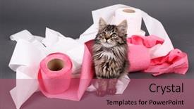  Presentation with kitten - Beautiful slides featuring septic - cute kitten playing with roll backdrop and a coral colored foreground