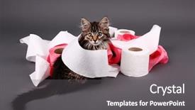 Presentation with hello kitty cute little kitten - Presentation theme with septic - cute kitten playing with roll background and a dark gray colored foreground