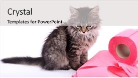  Presentation with toilet - Presentation theme featuring septic - cute kitten playing with roll background and a  colored foreground