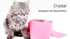  Presentation with toilet - PPT theme having septic - cute kitten playing with roll background and a white colored foreground