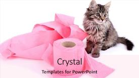  Presentation with toilet - Audience pleasing slides consisting of septic - cute kitten playing with roll backdrop and a lemonade colored foreground