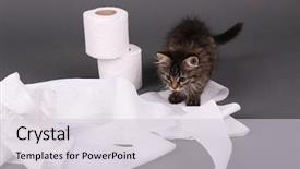  Presentation with kitten - Slides featuring septic - cute kitten playing with roll background and a light gray colored foreground