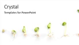  Presentation with growing - Slide set consisting of sequence of bean plant growing background and a white colored foreground