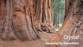  Presentation with fog - Presentation theme having sequoia forest in fog background and a coral colored foreground