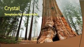  Presentation with usa - Presentation theme featuring sequoia national park in usa background and a tawny brown colored foreground