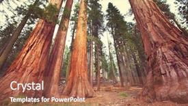  Presentation with giant sequoia and the generals - Audience pleasing presentation design consisting of sequoia backdrop and a coral colored foreground