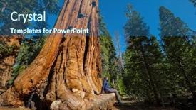  Presentation with forest patches - Amazing slide deck having sequoias forest in summer season backdrop and a  colored foreground