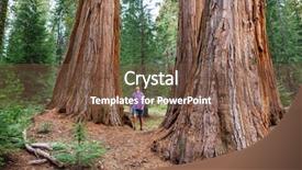  Presentation with season lent - PPT theme consisting of sequoias forest in summer season background and a  colored foreground