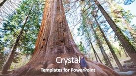  Presentation with season lent - Presentation design consisting of sequoias forest in summer season background and a violet colored foreground