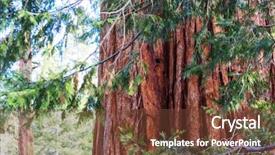  Presentation with lent season - PPT layouts having sequoias forest in summer season background and a  colored foreground