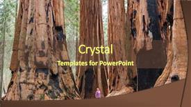  Presentation with season - Colorful slides enhanced with sequoias forest in summer season backdrop and a tawny brown colored foreground