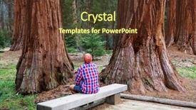  Presentation with season - Theme having sequoias forest in summer season background and a  colored foreground