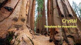  Presentation with season - Audience pleasing PPT theme consisting of sequoias forest in summer season backdrop and a tawny brown colored foreground