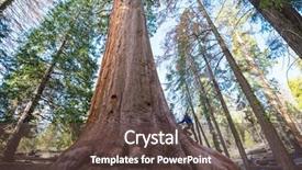  Presentation with season greeting 2022 - Amazing slide set having sequoias forest in summer season backdrop and a  colored foreground