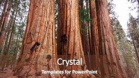  Presentation with season - Colorful slide set enhanced with sequoias forest in summer season backdrop and a tawny brown colored foreground