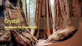  Presentation with forest in africa - Slide deck with sequoias forest in summer season background and a  colored foreground