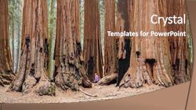  Presentation with season lent - PPT theme consisting of sequoias forest in summer season background and a  colored foreground