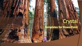  Presentation with forest patches in africa - Beautiful PPT layouts featuring sequoias forest in summer season backdrop and a  colored foreground