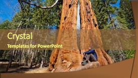  Presentation with lent season - PPT theme having sequoias forest in summer season background and a  colored foreground